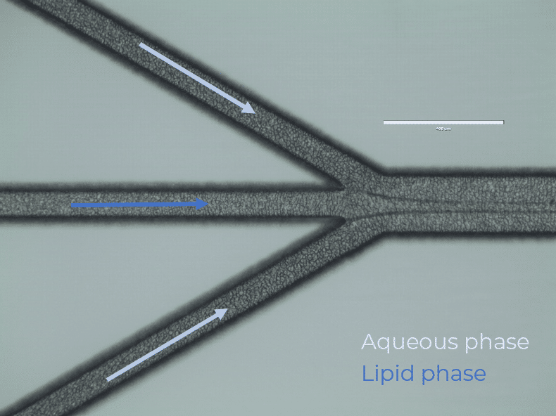 Aqueous and lipid phases