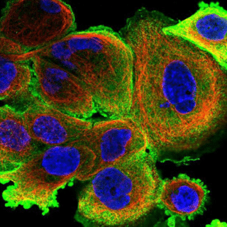 Automated Multiplexed Imaging Platform - Fluigent