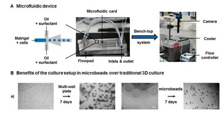 Prostate Organoid Culture for Cancer Models - Fluigent