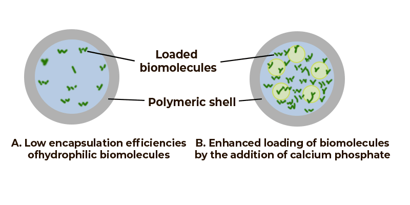 Verkapselung von Biomolekülen in Polymeren