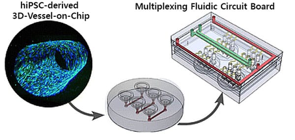 Overview of the Bood vessels-on-a-chip perfusion model