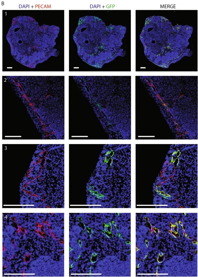 Immunofluorescent images of DAPI-PECAM-GFP of organoids co-cultured with GFP+ HUVECs