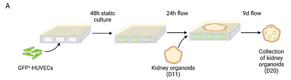 Schematic representation of the co-culture timeline of HUVECs and kidney organoids