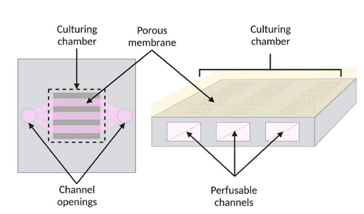 Schematic representation of the BIOND chip indicating main parts of the device. 