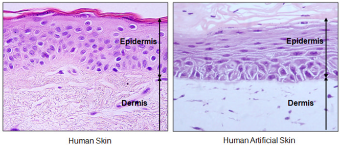 Optical microscopy of human or artificial skin