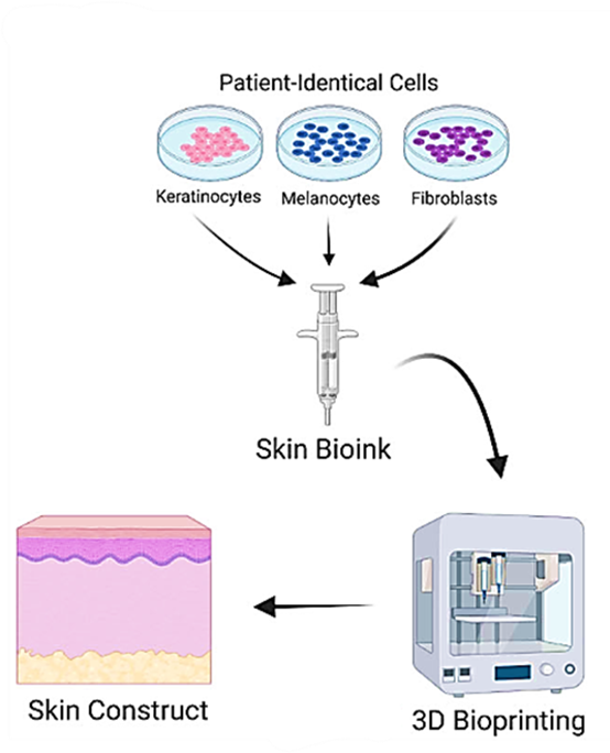 Scheme of 3D bioprinting human skin models process