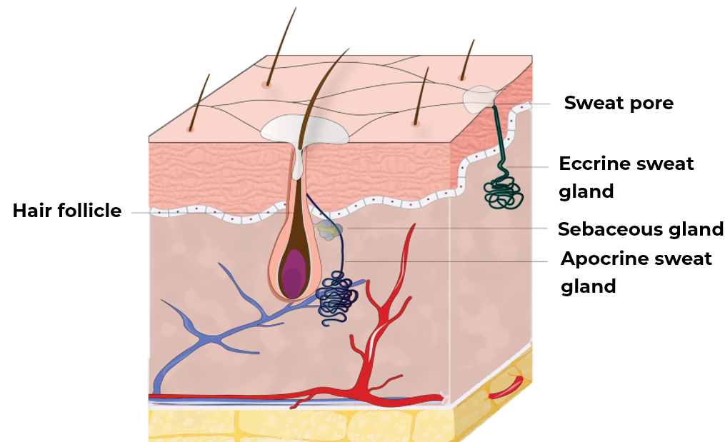 Scheme of sweat glands localization