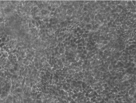 Caco2 cells after 7 days of culture medium recirculation with Omi