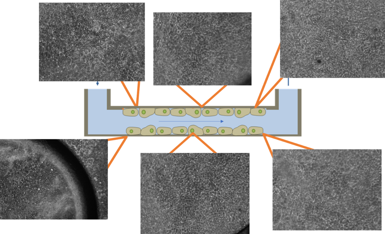 Microscopy photographs t6