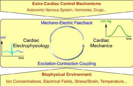 Overview of cardiac electromechanical integration