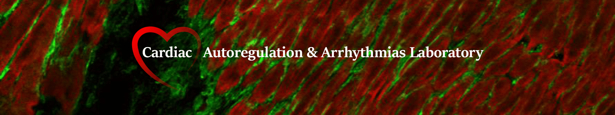 cardiac autoregulation & arrhythmias lab