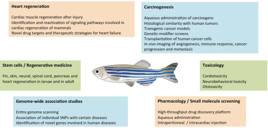 Zebrafish as a model organism