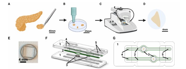 scheme of SliceChip ex vivo pancreas assembly